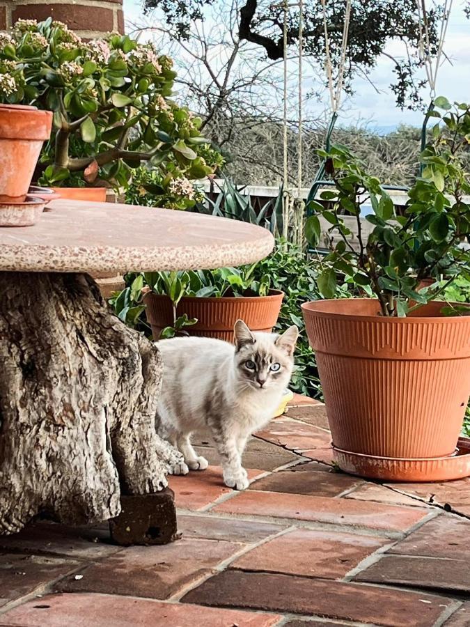 Aproveite O Sabor Do Alentejo Villa Vila Verde de Ficalho Dış mekan fotoğraf